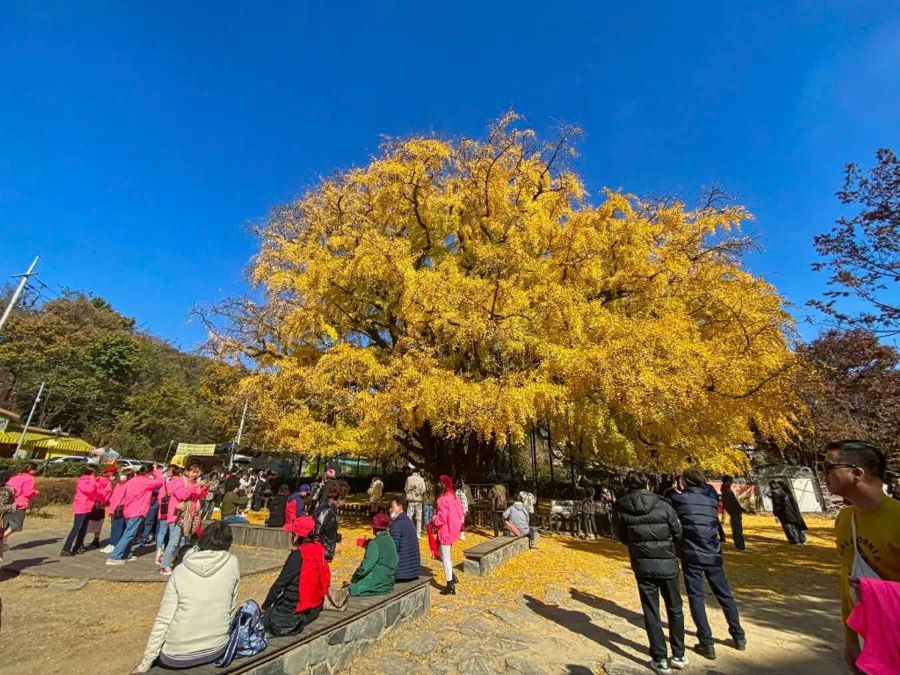 Vàng rực mùa thu Seoul đẹp đến nao lòng