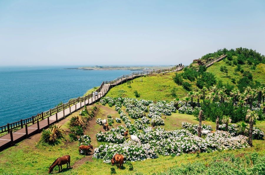 Đảo Jeju sở hữu khung cảnh thiên nhiên hoang sơ, hùng vĩ